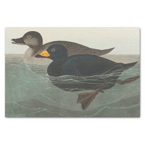 Audubon American Scoter Duck  Tissue Paper