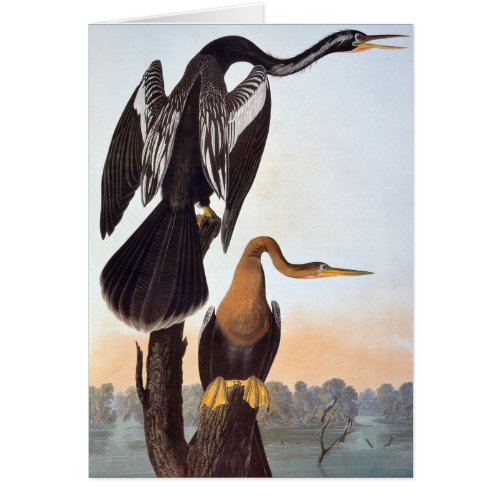 Audubon Anhinga