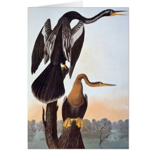 Audubon: Anhinga Cards (Front)