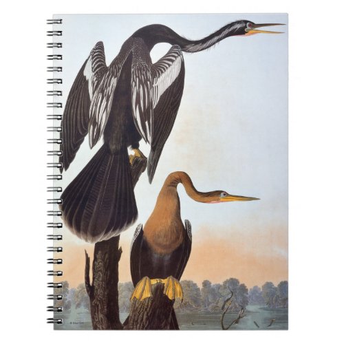 Audubon Anhinga Notebook