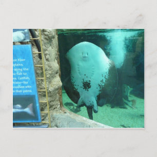 Audubon Aquarium of the Americas, New Orleans Postcard