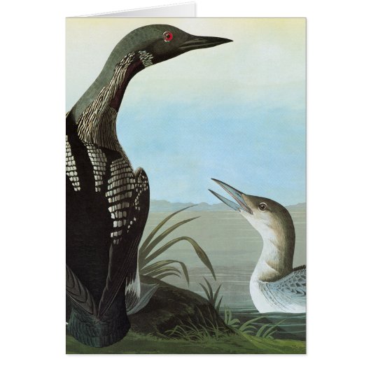 Audubon: Arctic Loon Cards (Front)