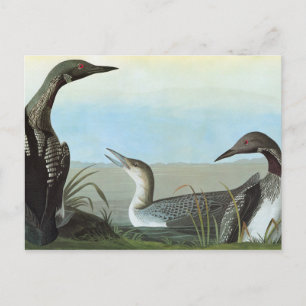 Audubon: Arctic Loon Postcard
