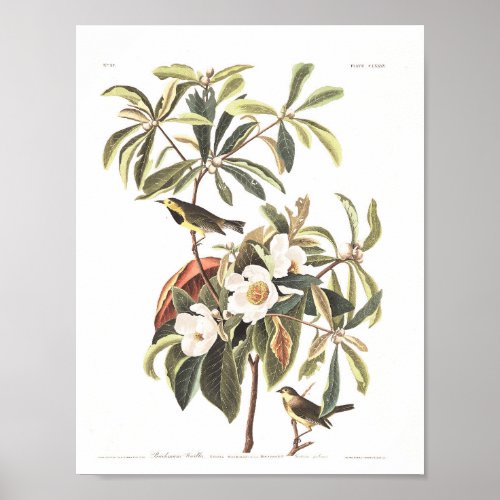 Audubon _ Bachmans Warbler print