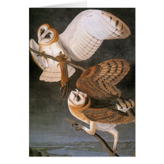 Audubon: Barn Owl Cards (Front)