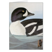 Audubon: Barrow's Goldeneye (Front)
