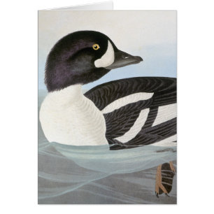Audubon: Barrow's Goldeneye