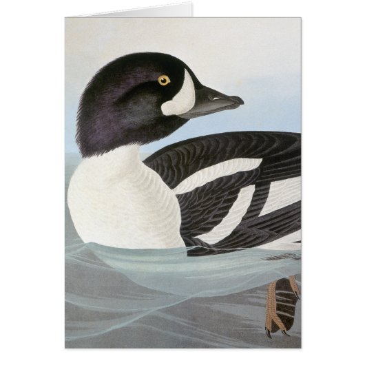 Audubon: Barrow's Goldeneye Cards (Front)