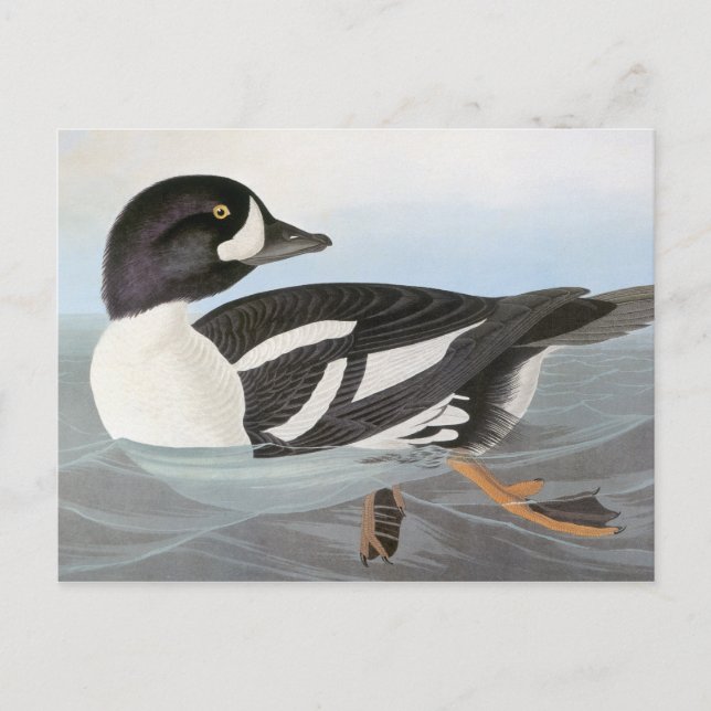 Audubon: Barrow's Goldeneye Postcard (Front)