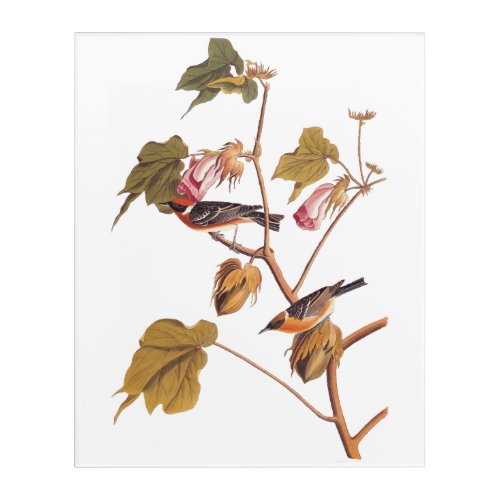 Audubon Bay_Breasted Warbler Bird on Cotton Plant Acrylic Print