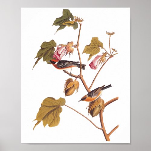 Audubon Bay_Breasted Warbler Bird on Cotton Plant Poster
