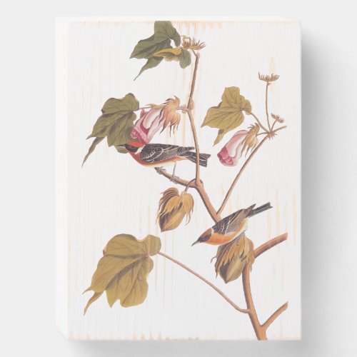 Audubon Bay_Breasted Warbler Bird on Cotton Plant Wooden Box Sign