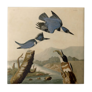 Audubon Belted Kingfisher Vintage Bird Nature Ceramic Tile