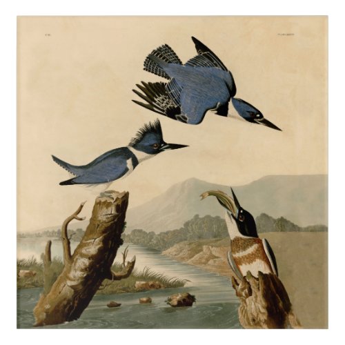 Audubon Belted Kingfisher Wildlife Bird Acrylic Print
