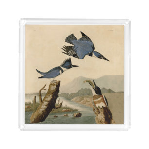 Audubon Belted Kingfisher Wildlife Bird Acrylic Tray