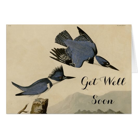 Audubon Belted Kingfisher Wildlife Bird Cards (Front Horizontal)