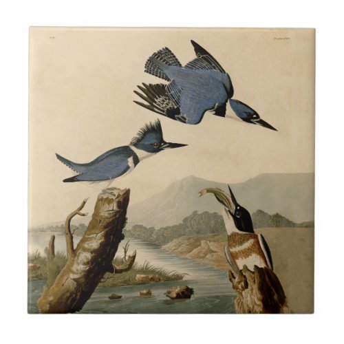 Audubon Belted Kingfisher Wildlife Bird Ceramic Tile