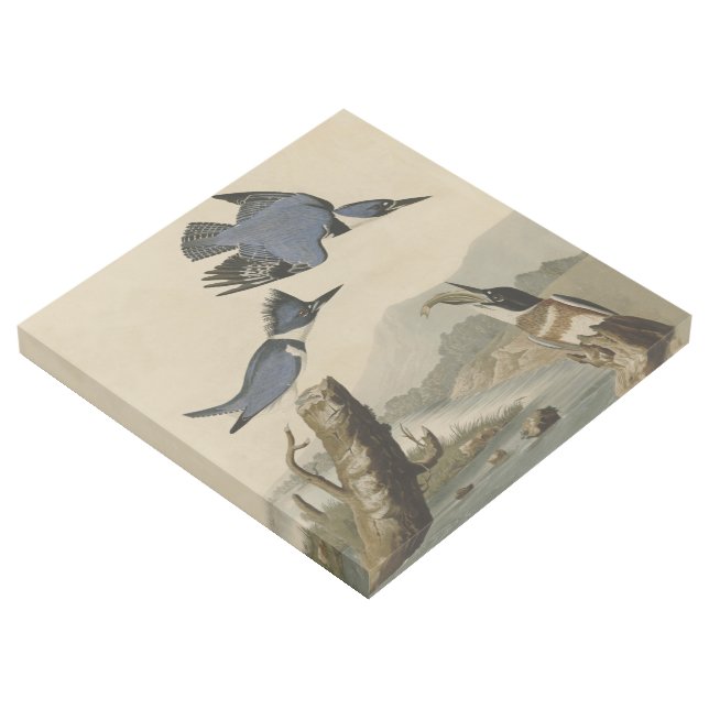 Audubon Belted Kingfisher Wildlife Bird Gallery Wrap (3/4)