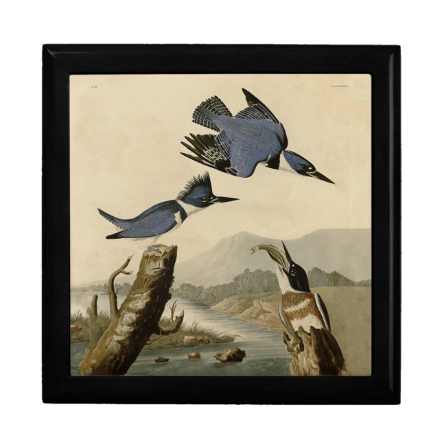 Audubon Belted Kingfisher Wildlife Bird Gift Box (Front)