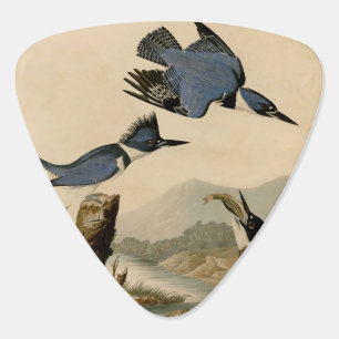 Audubon Belted Kingfisher Wildlife Bird Guitar Pick