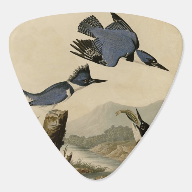 Audubon Belted Kingfisher Wildlife Bird Guitar Pick (Back)