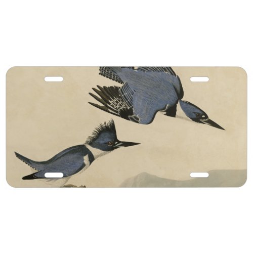Audubon Belted Kingfisher Wildlife Bird License Plate