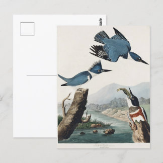 Audubon Belted Kingfisher Wildlife Bird Painting Postcard