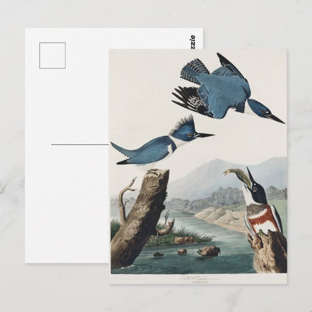 Audubon Belted Kingfisher Wildlife Bird Painting Postcard (Front/Back)