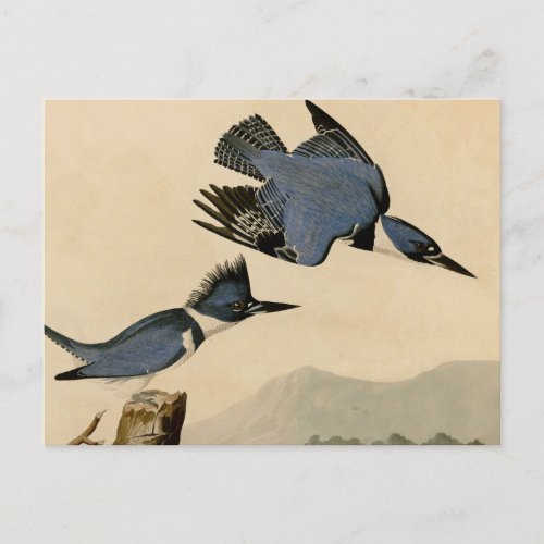 Audubon Belted Kingfisher Wildlife Bird Postcard