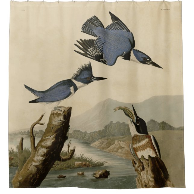 Audubon Belted Kingfisher Wildlife Bird Shower Curtain (Front)