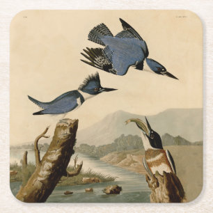 Audubon Belted Kingfisher Wildlife Bird Square Paper Coaster