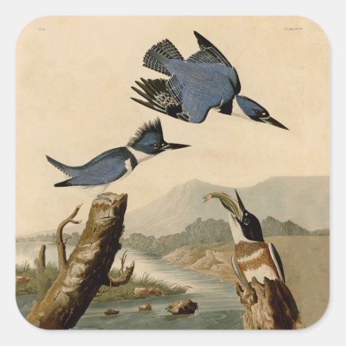 Audubon Belted Kingfisher Wildlife Bird Square Sticker