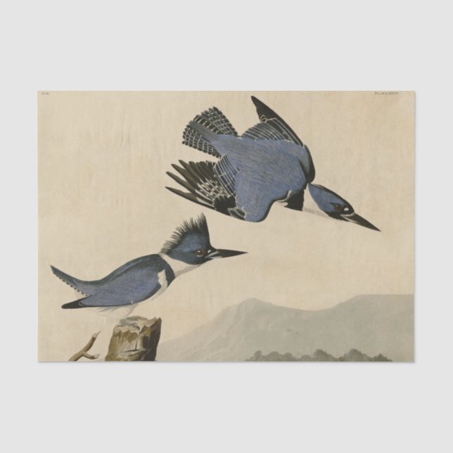 Audubon Belted Kingfisher Wildlife Bird Tissue Paper (Front)