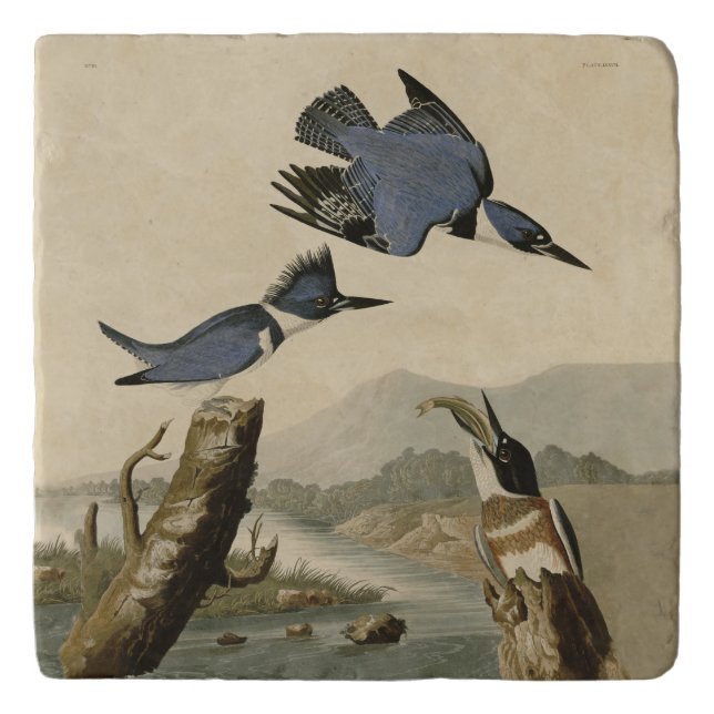 Audubon Belted Kingfisher Wildlife Bird Trivet (Front)
