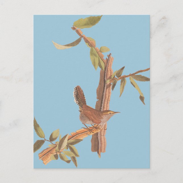 Audubon Bewick's Wren Solitary Song Bird on Branch Postcard (Front)
