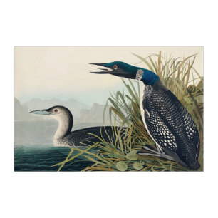 Audubon Bird Loon Diver Classic Acrylic Print