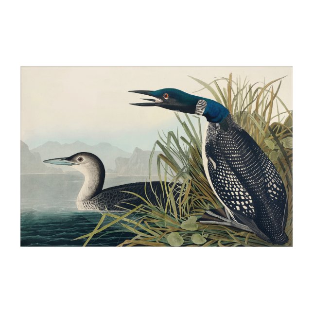 Audubon Bird Loon Diver Classic Acrylic Print (Front)