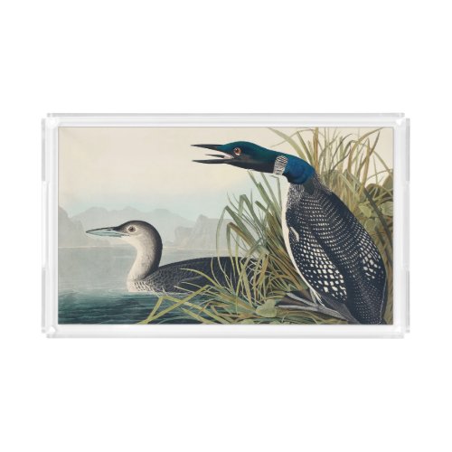 Audubon Bird Loon Diver Classic Acrylic Tray