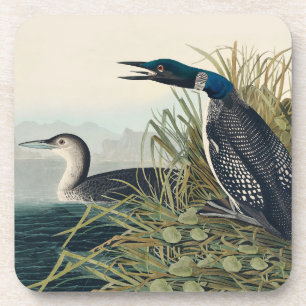 Audubon Bird Loon Diver Classic Beverage Coaster