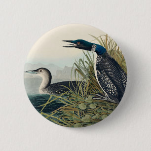 Audubon Bird Loon Diver Classic Button