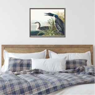 Audubon Bird Loon Diver Classic Canvas Print