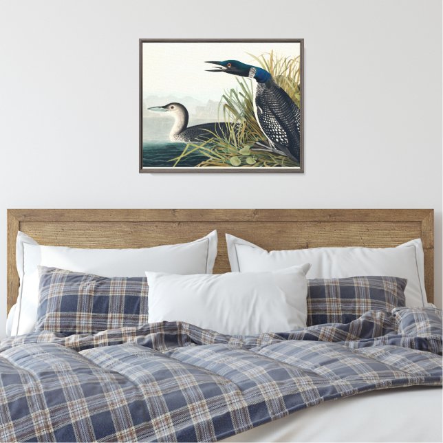 Audubon Bird Loon Diver Classic Canvas Print (Insitu(Bedroom))