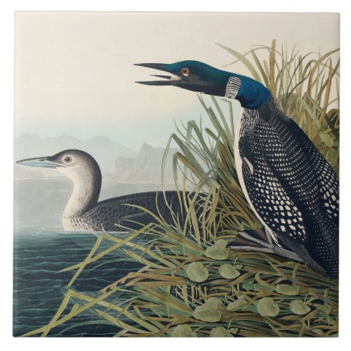 Audubon Bird Loon Diver Classic Ceramic Tile