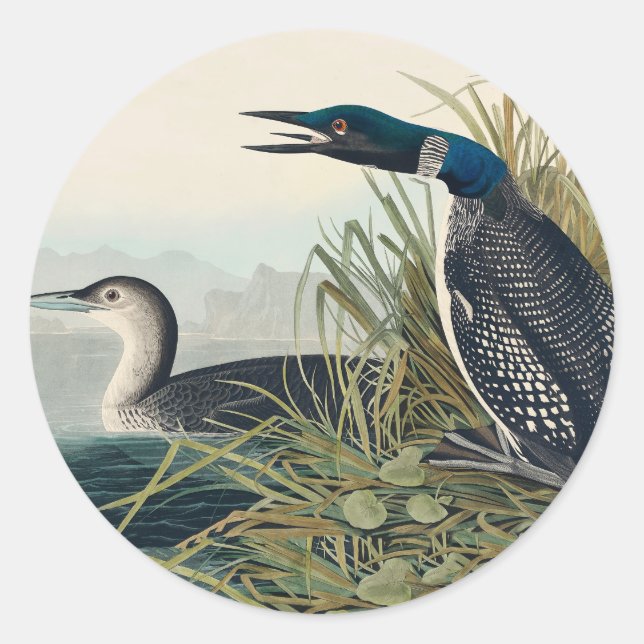 Audubon Bird Loon Diver Classic Classic Round Sticker (Front)