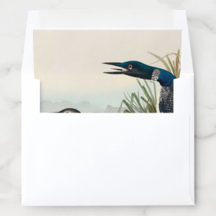 Audubon Bird Loon Diver Classic Envelope Liner