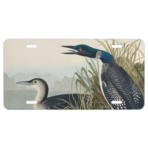 Audubon Bird Loon Diver Classic License Plate