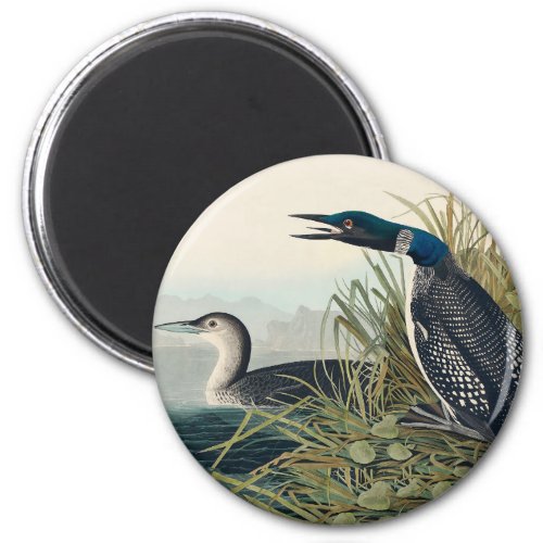 Audubon Bird Loon Diver Classic Magnet