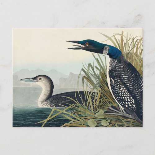 Audubon Bird Loon Diver Classic Postcard