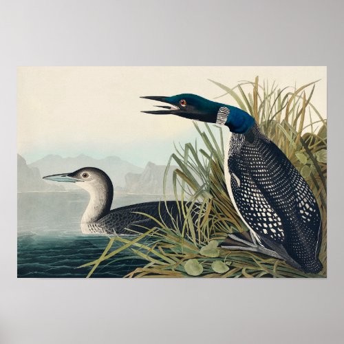 Audubon Bird Loon Diver Classic Poster