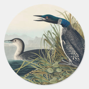 Audubon Bird Loon Diver Classic Round Sticker